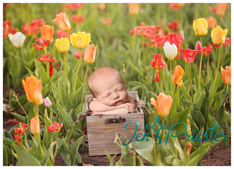 michigan newborn photographer