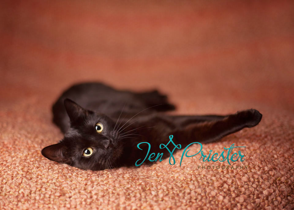 Michigan Pet Photographer