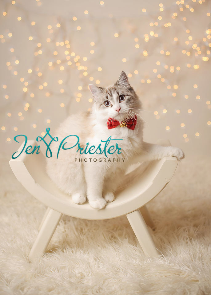 Michigan Pet Photographer