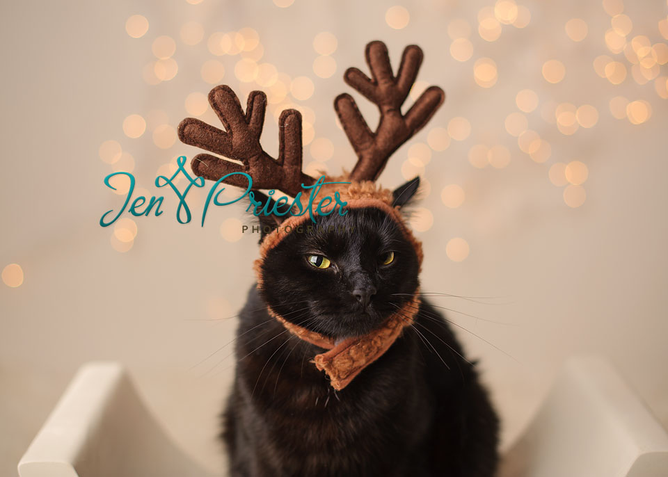 Michigan Pet Photographer