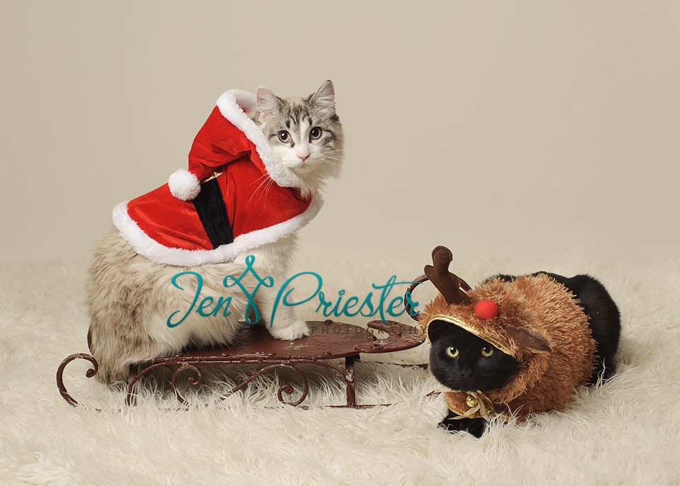 Michigan Pet Photographer