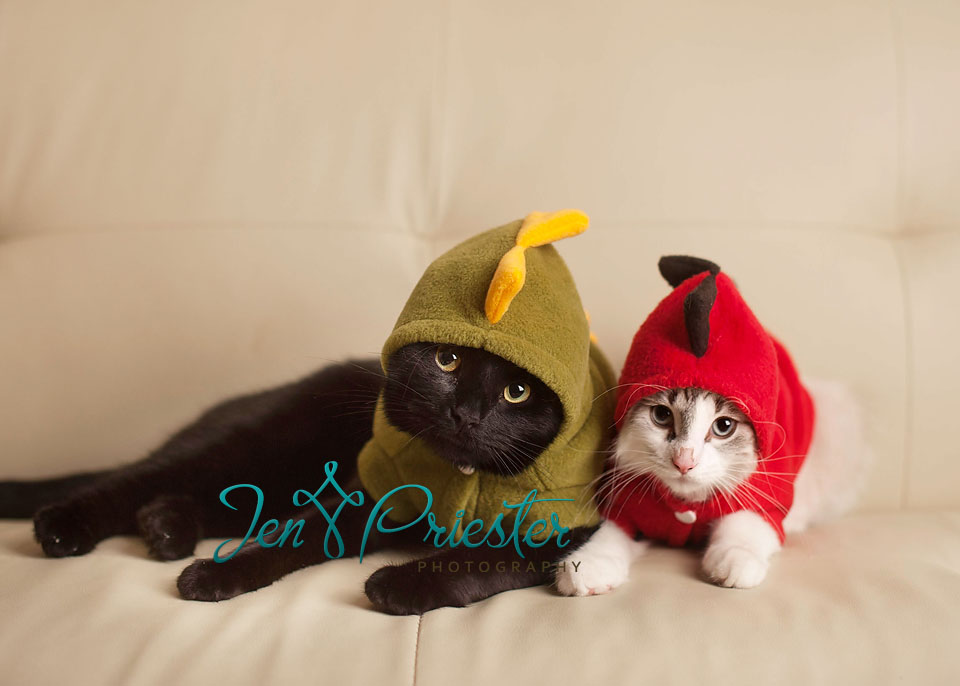 Michigan Pet Photographer