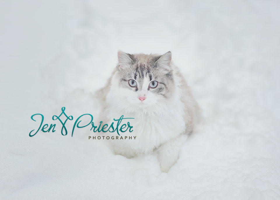 Michigan Pet Photographer