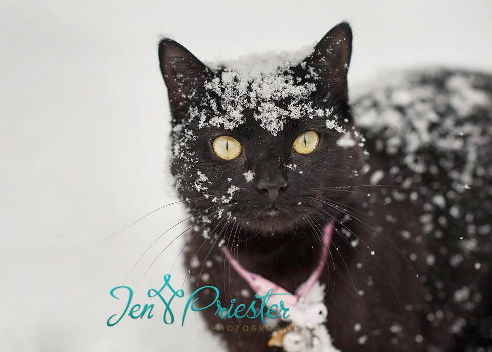 Michigan Pet Photographer