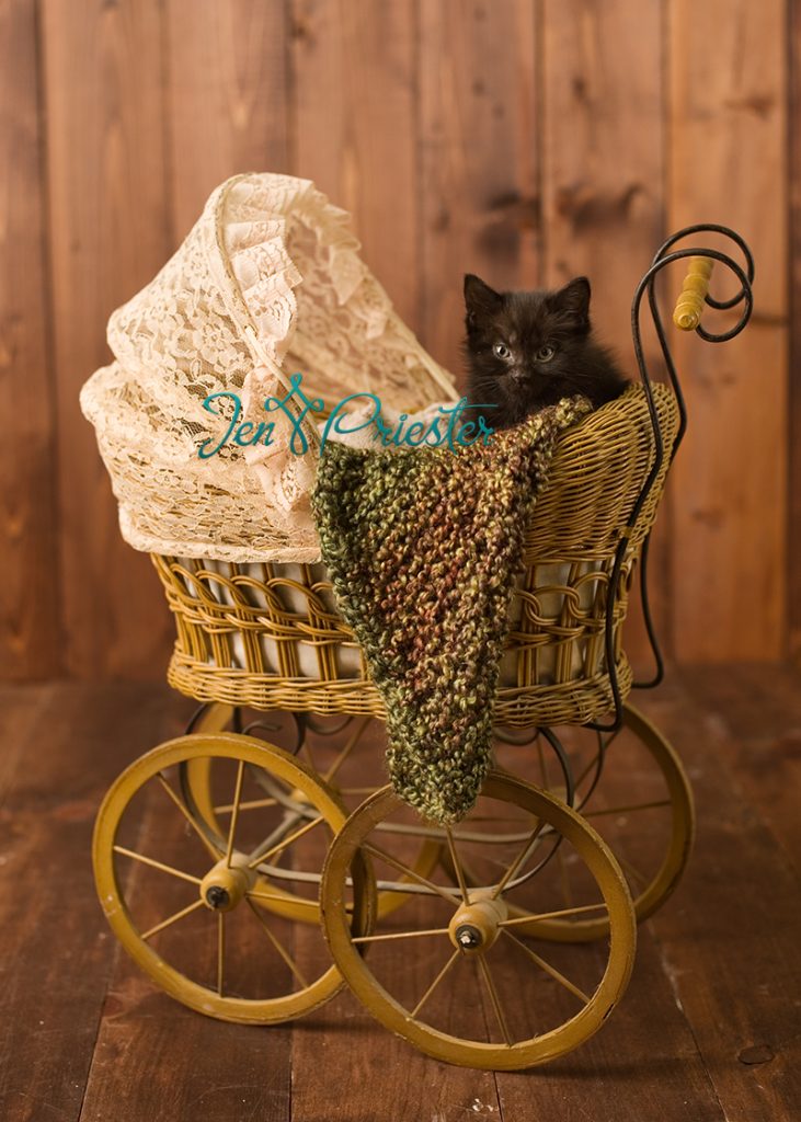 Cat Photography 12 731x1024